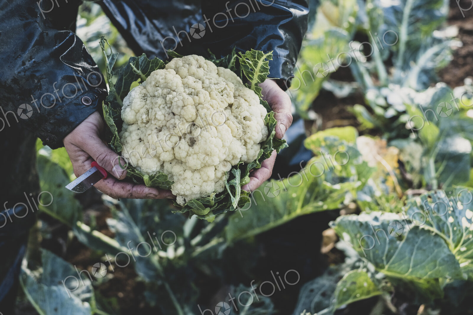High angle close up of person holding freshly harvested cauliflower.