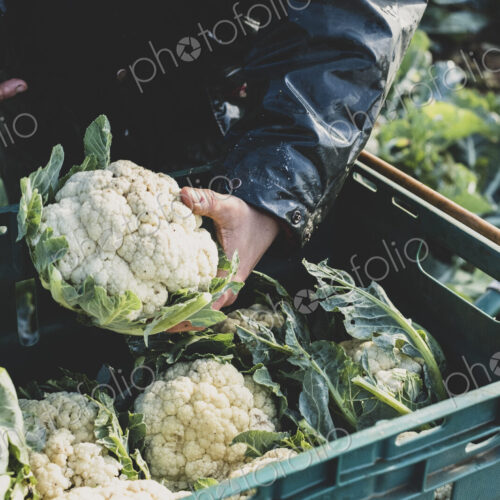 High angle close up of person holding freshly harvested cauliflower. High angle close up of person holding freshly harvested cauliflower.