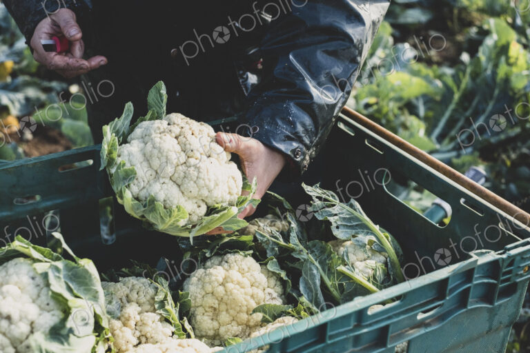 High angle close up of person holding freshly harvested cauliflower.
