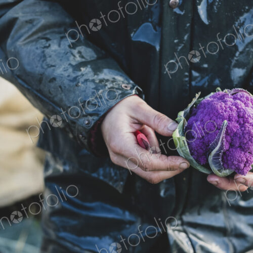 High angle close up of person holding freshly harvested purple cauliflower.