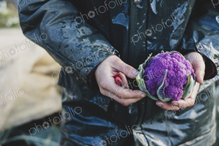High angle close up of person holding freshly harvested purple cauliflower.