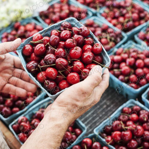 High angle close up of person holding punnet with fresh red cherries at a fruit and…