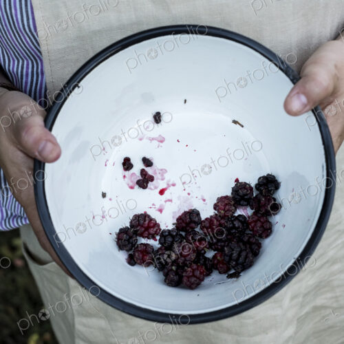 High angle close up of person holding round baking tin with blackberries. High angle close up of person holding round baking tin with blackberries.