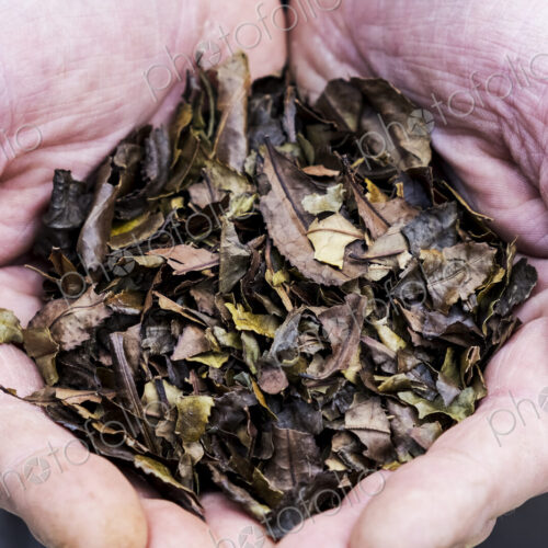 High angle close up of person holding small heap of dried brown tea leaves. High angle close up of person holding small heap of dried brown tea leaves.