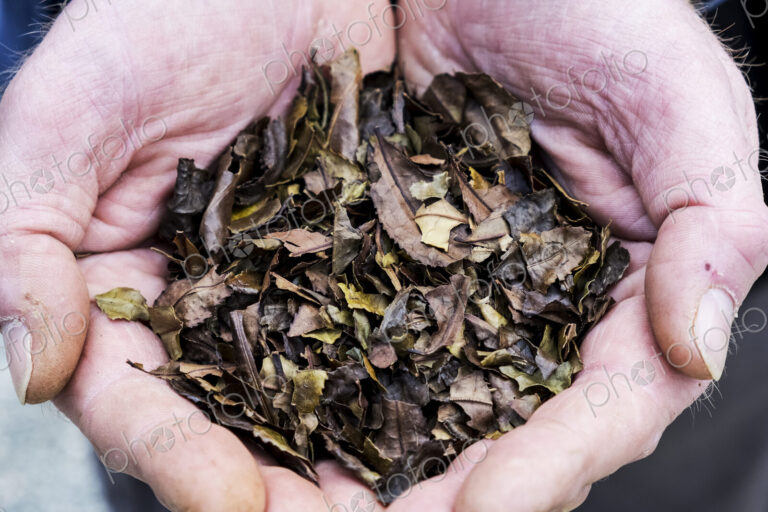 High angle close up of person holding small heap of dried brown tea leaves.