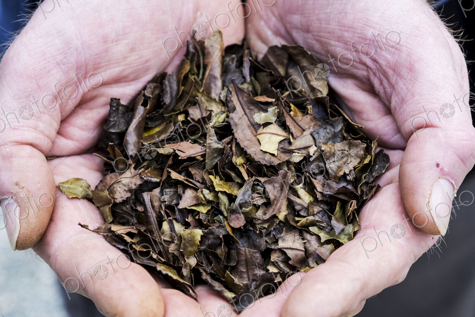 High angle close up of person holding small heap of dried brown tea leaves.