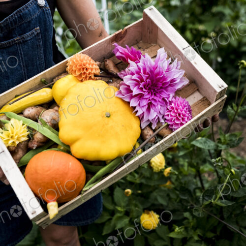 High angle close up of person holding wooden box with fresh vegetables and cut pink… High angle close up of person holding wooden box with fresh vegetables and cut pink…