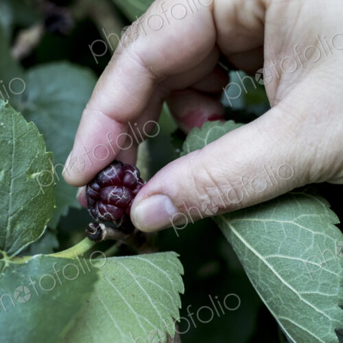High angle close up of person picking fresh blackberry.