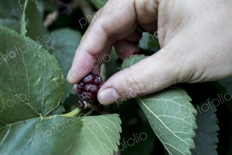High angle close up of person picking fresh blackberry.