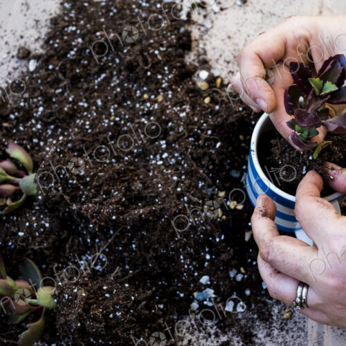 High angle close up of person planting succulent in potting compost