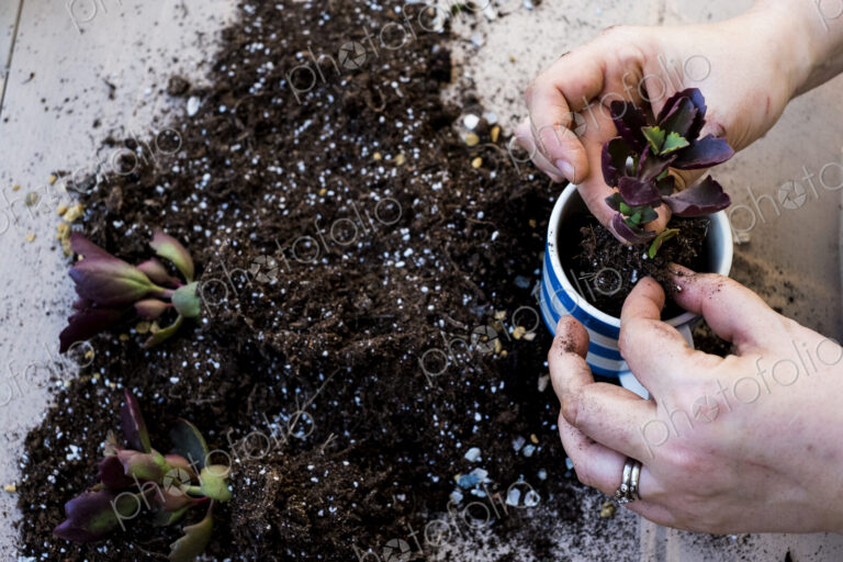 High angle close up of person planting succulent in potting compost