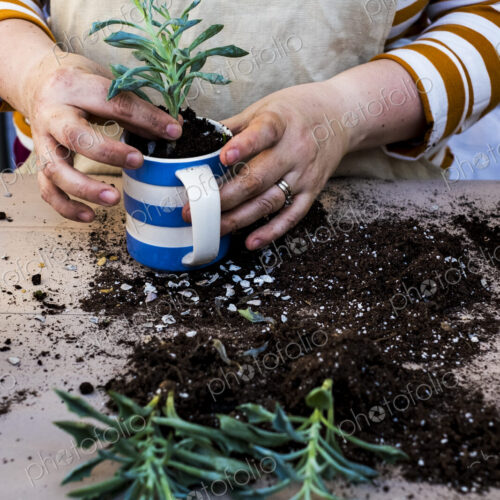 High angle close up of person planting succulent in potting soil in a coffee mug,…