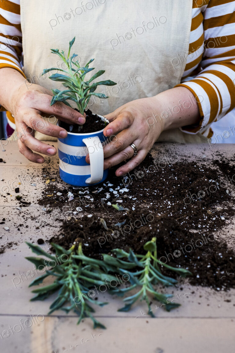 High angle close up of person planting succulent in potting soil in a coffee mug,…