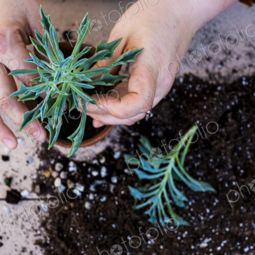 High angle close up of person planting succulent in potting soil in a terracotta pot,…