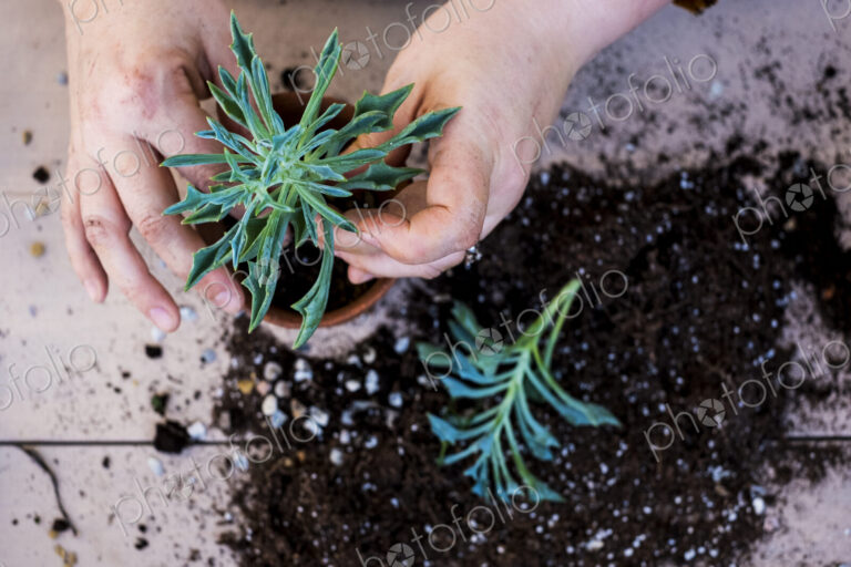 High angle close up of person planting succulent in potting soil in a terracotta pot,…
