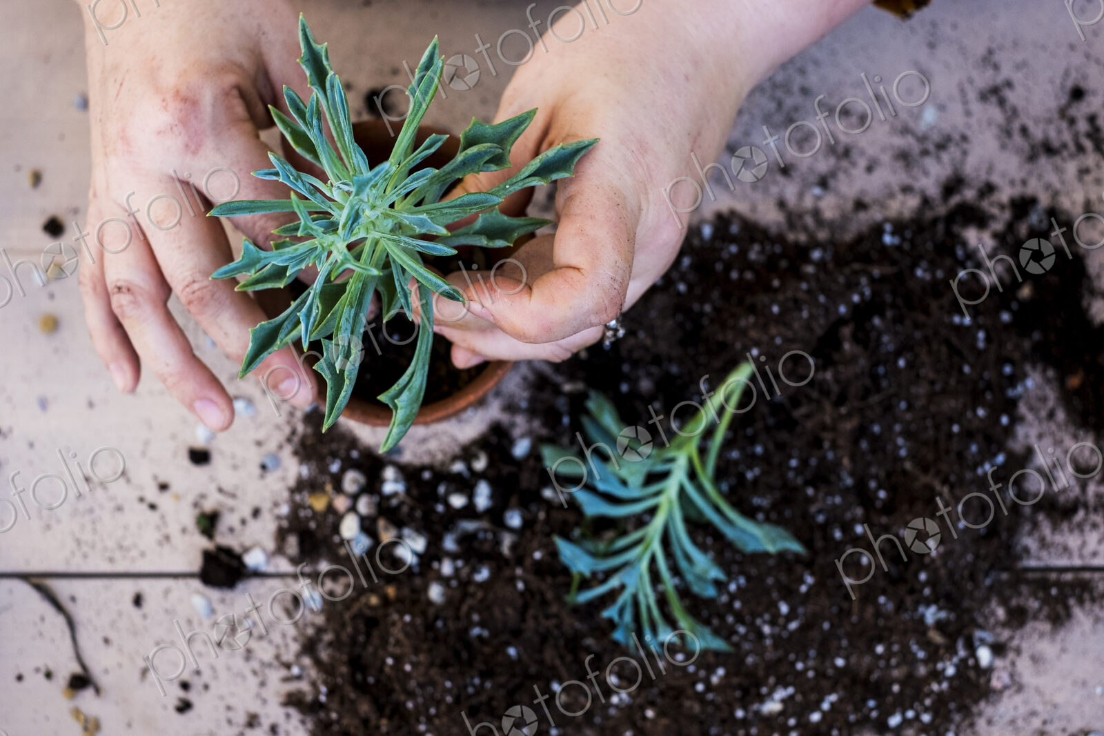 High angle close up of person planting succulent in potting soil in a terracotta pot,…