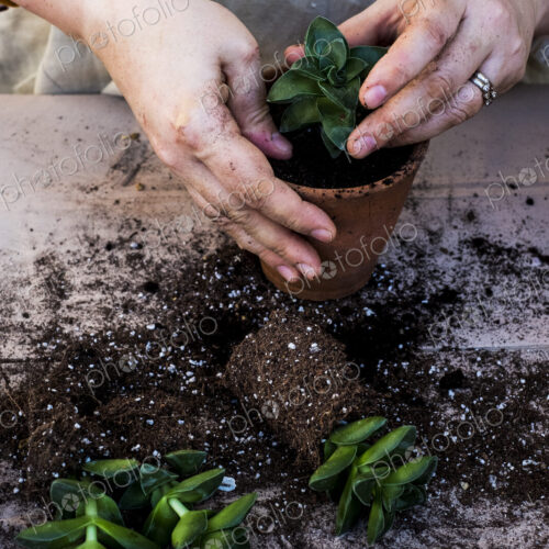 High angle close up of person planting succulent in potting soil in a terracotta pot,…