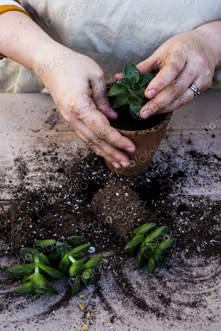 High angle close up of person planting succulent in potting soil in a terracotta pot,…