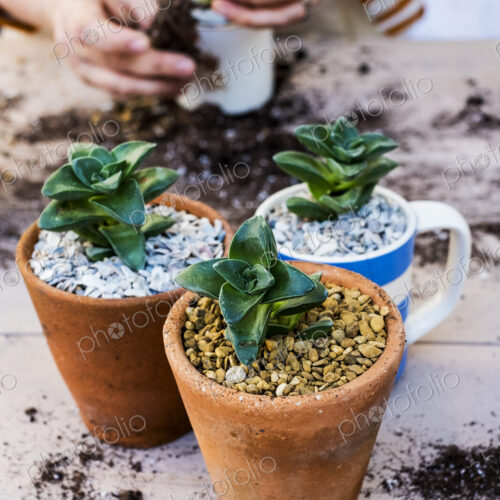 High angle close up of person planting succulents in gravel in terracotta pots.