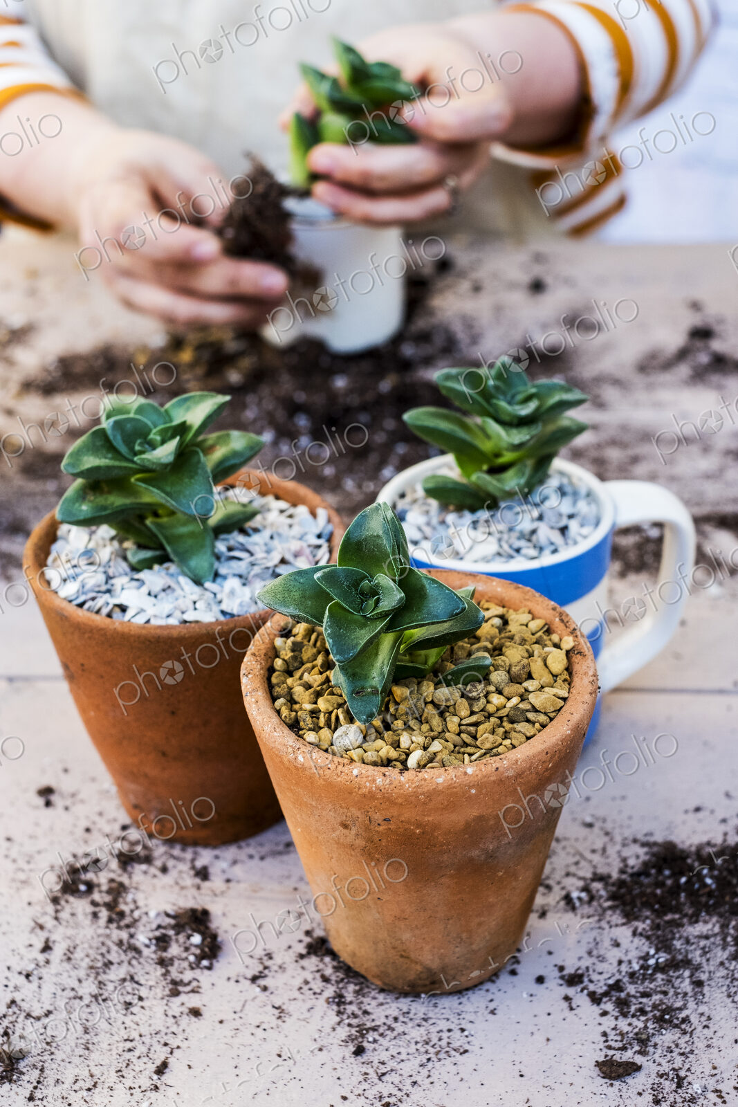 High angle close up of person planting succulents in gravel in terracotta pots.
