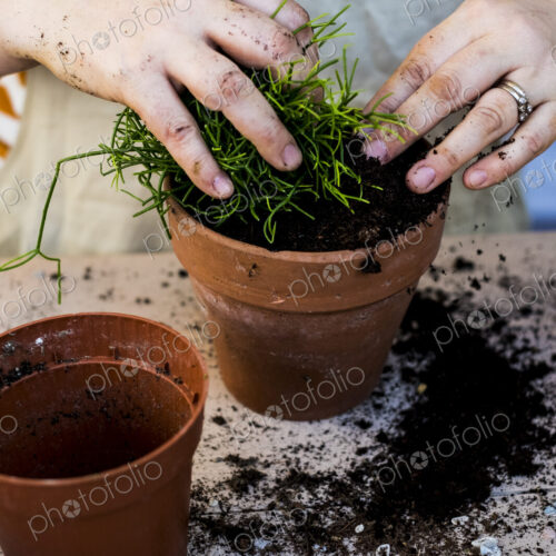 High angle close up of person planting succulents in potting soil in a terracotta pot.