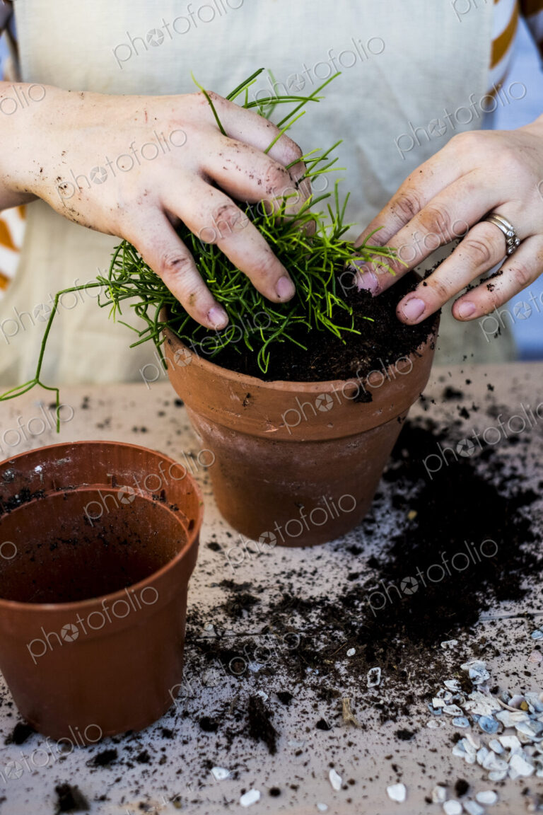 High angle close up of person planting succulents in potting soil in a terracotta pot.
