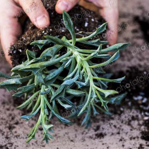High angle close up of person planting succulents in potting soil in a terracotta pot.