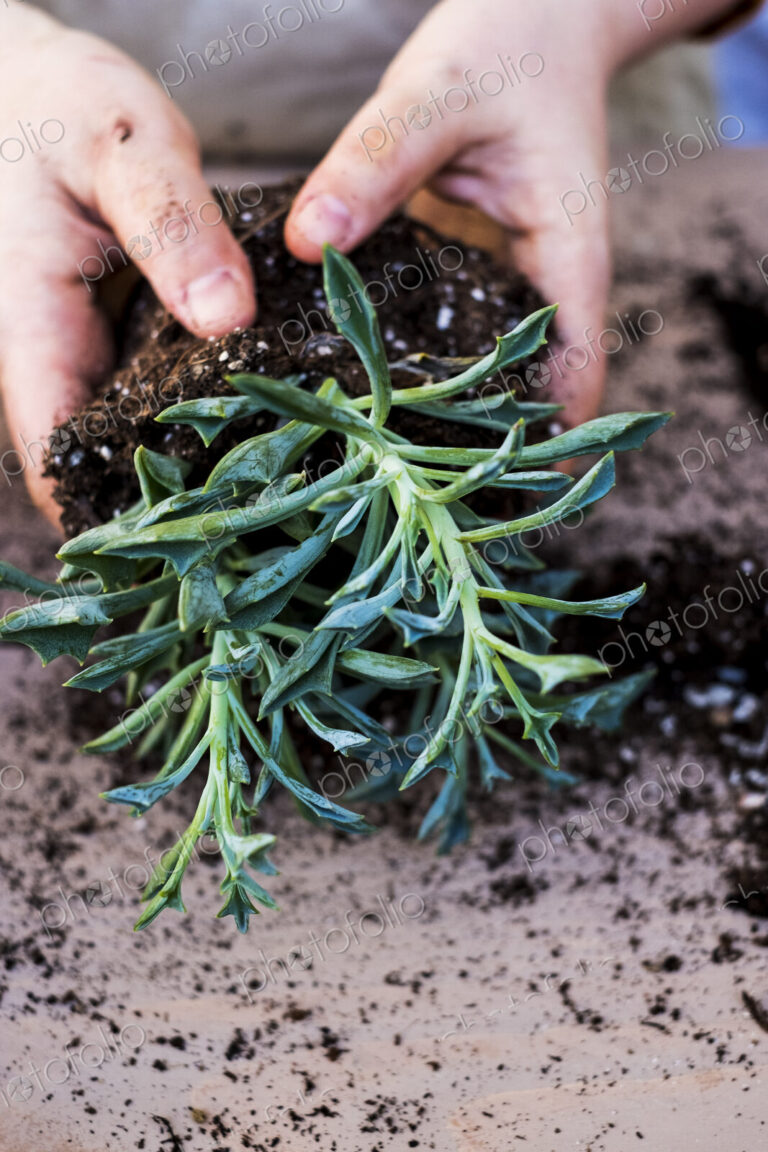 High angle close up of person planting succulents in potting soil in a terracotta pot.