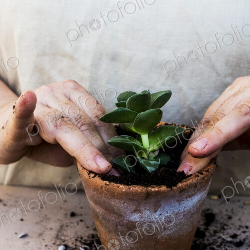 High angle close up of person planting succulents in potting soil in a terracotta pot.