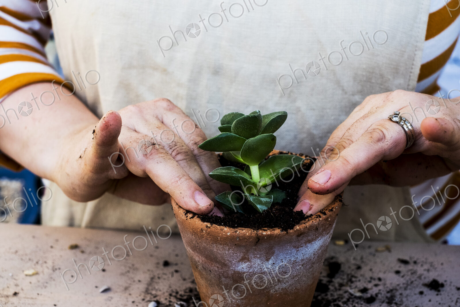 High angle close up of person planting succulents in potting soil in a terracotta pot.