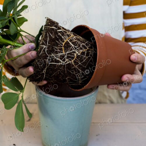 High angle close up of person re-potting plant into a blue terracotta pot.
