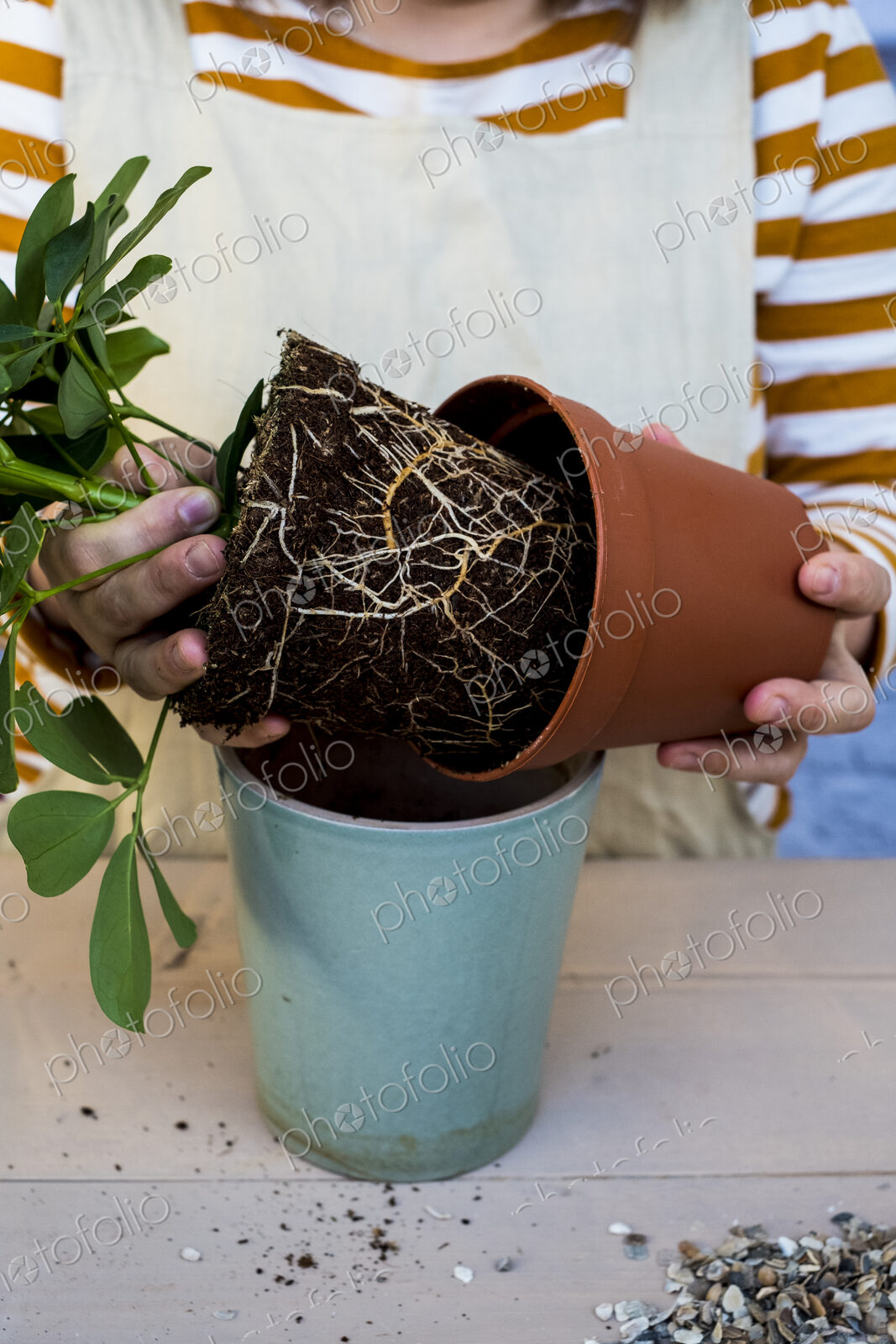 High angle close up of person re-potting plant into a blue terracotta pot.