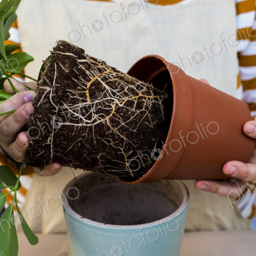 High angle close up of person re-potting plant into a blue terracotta pot.