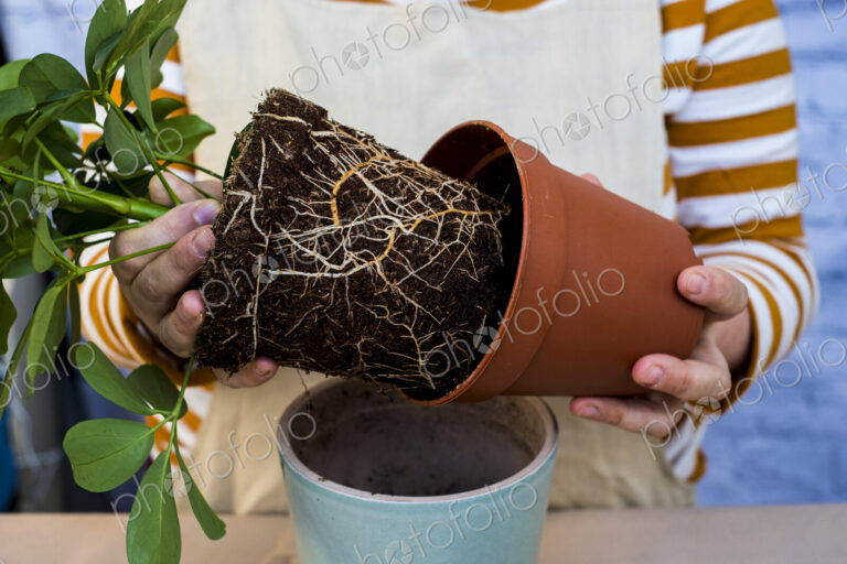 High angle close up of person re-potting plant into a blue terracotta pot.