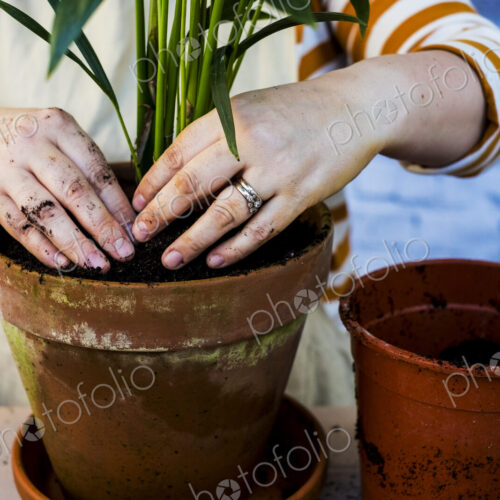 High angle close up of person re-potting plant into a terracotta pot.