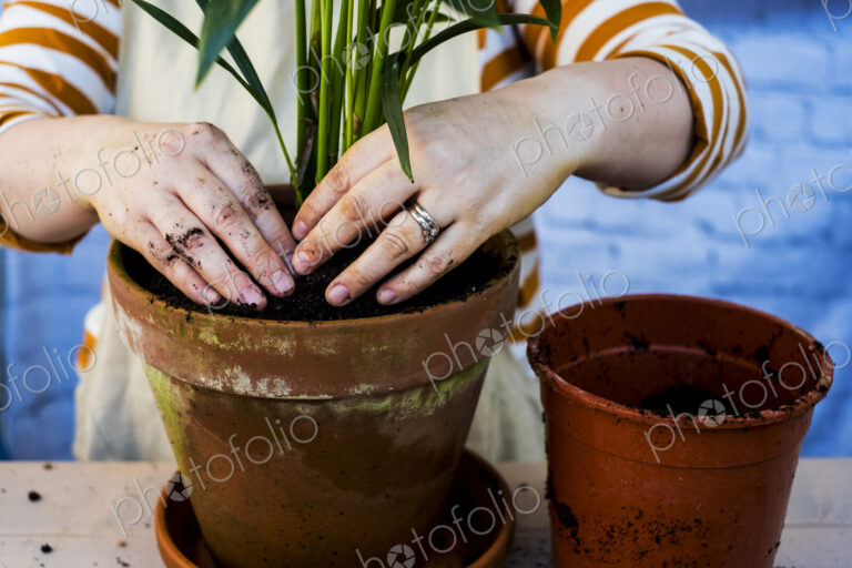 High angle close up of person re-potting plant into a terracotta pot.
