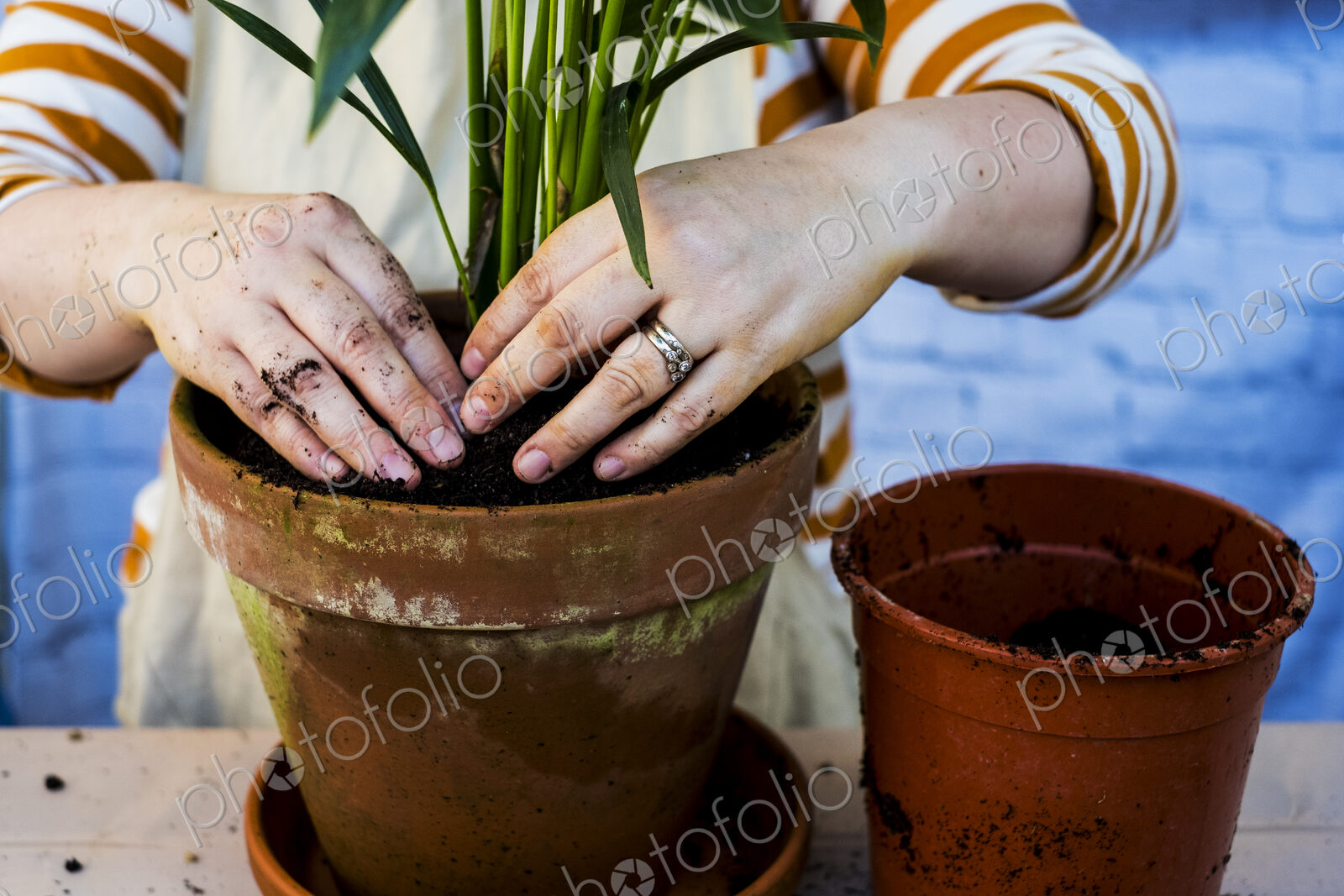 High angle close up of person re-potting plant into a terracotta pot.