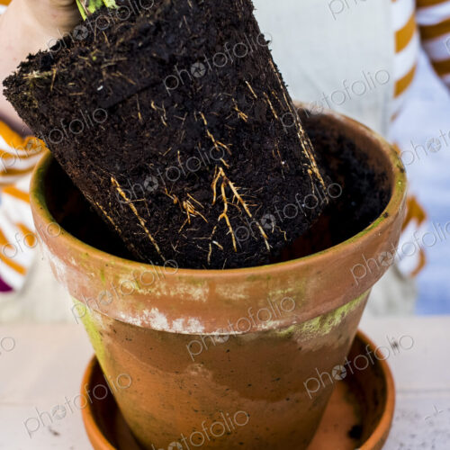 High angle close up of person removing plant with soil attached to roots from…