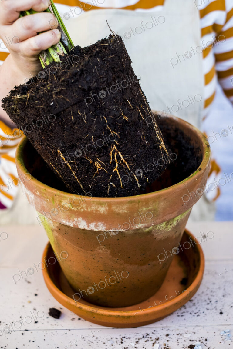 High angle close up of person removing plant with soil attached to roots from…