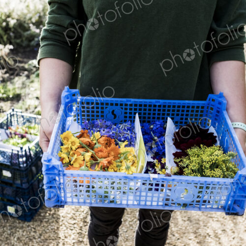 High angle close up of person standing outdoors, holding blue plastic crate with a… High angle close up of person standing outdoors, holding blue plastic crate with a…