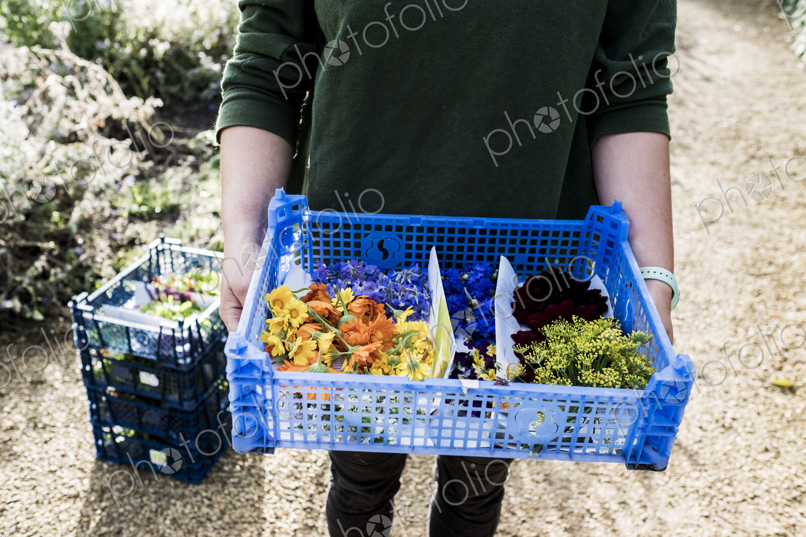 High angle close up of person standing outdoors, holding blue plastic crate with a…