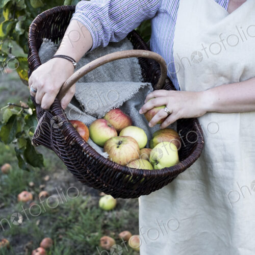 High angle close up of person wearing apron holding brown wicker basket with freshly… High angle close up of person wearing apron holding brown wicker basket with freshly…