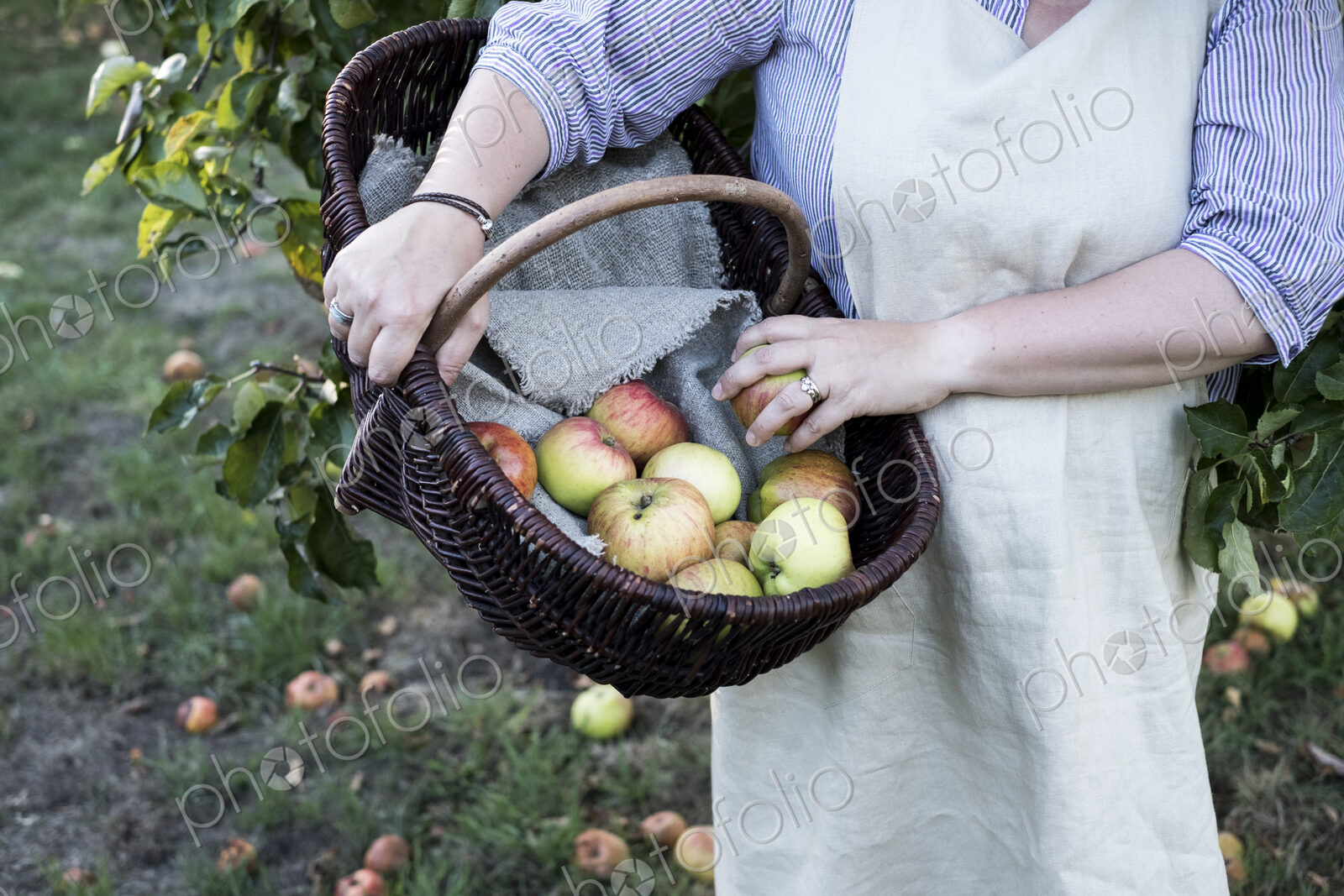 High angle close up of person wearing apron holding brown wicker basket with freshly…