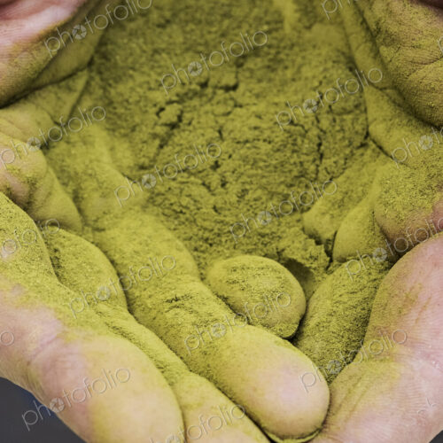 High angle close up of person's palms covered in bright green powdery substance,… High angle close up of person's palms covered in bright green powdery substance,…
