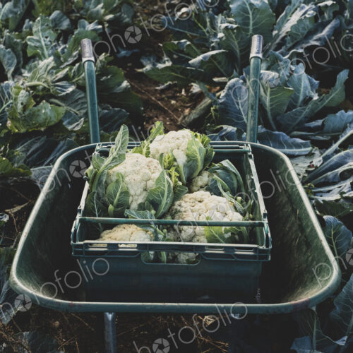 High angle close up of plastic crate with freshly harvested cauliflower in a wheelbarrow. High angle close up of plastic crate with freshly harvested cauliflower in a wheelbarrow.