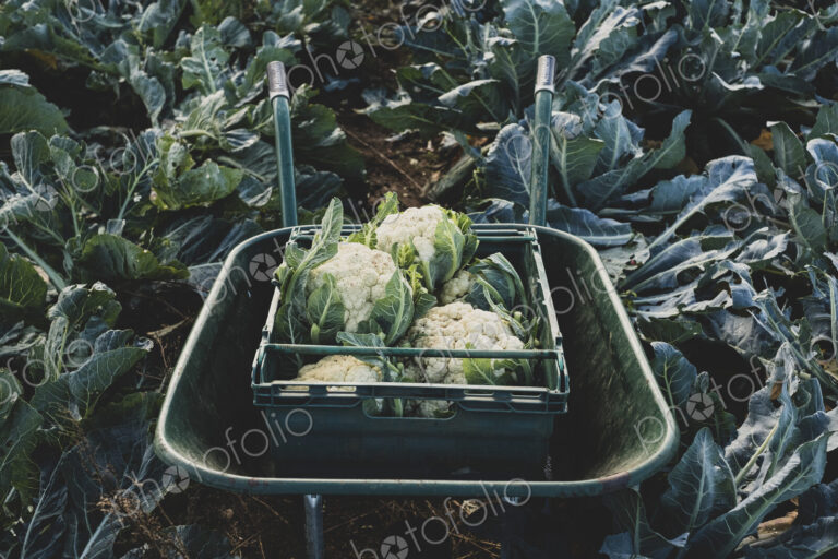 High angle close up of plastic crate with freshly harvested cauliflower in a wheelbarrow.