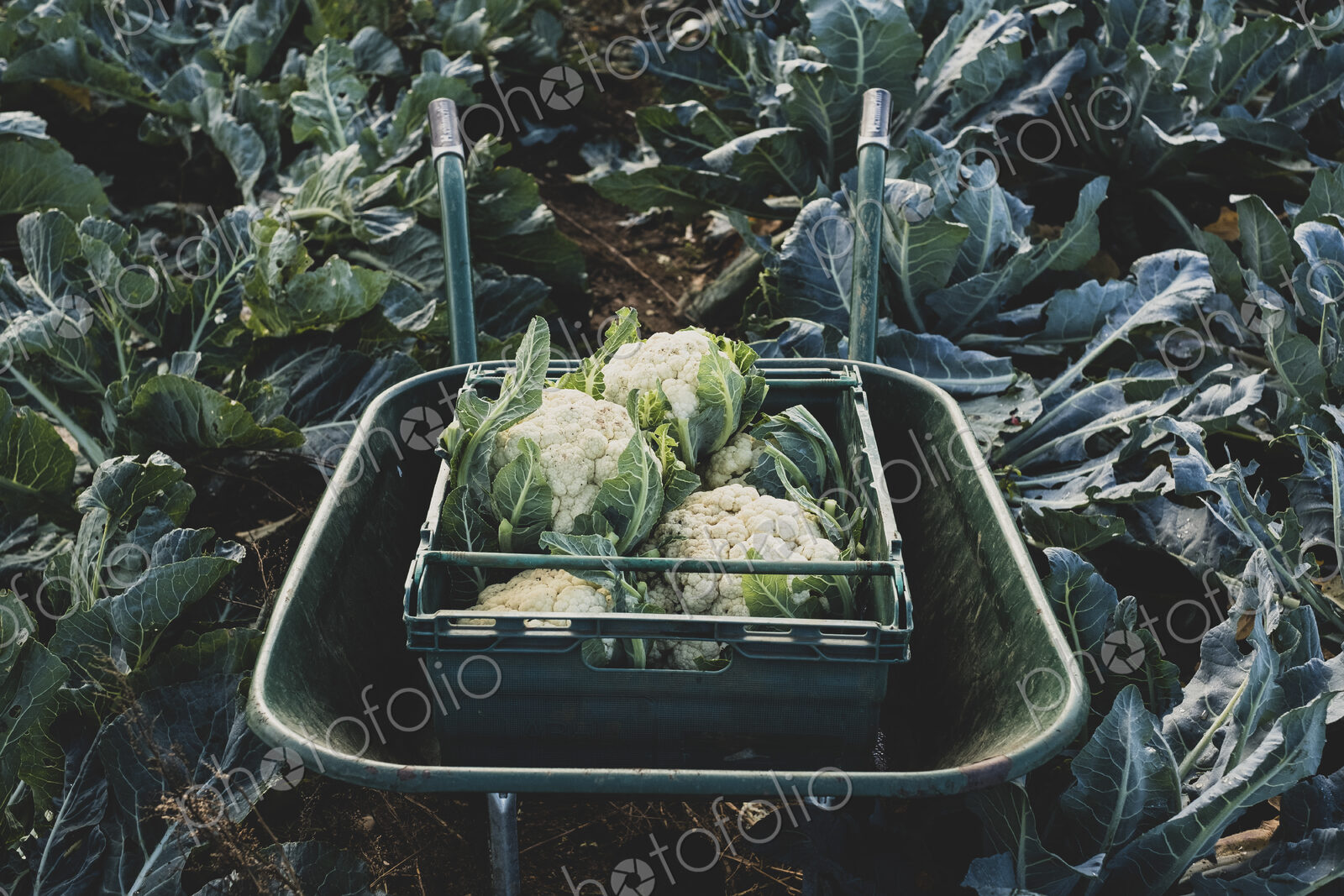High angle close up of plastic crate with freshly harvested cauliflower in a wheelbarrow.