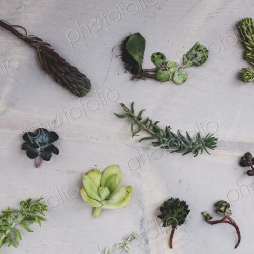 High angle close up of selection of small succulents. High angle close up of selection of small succulents.