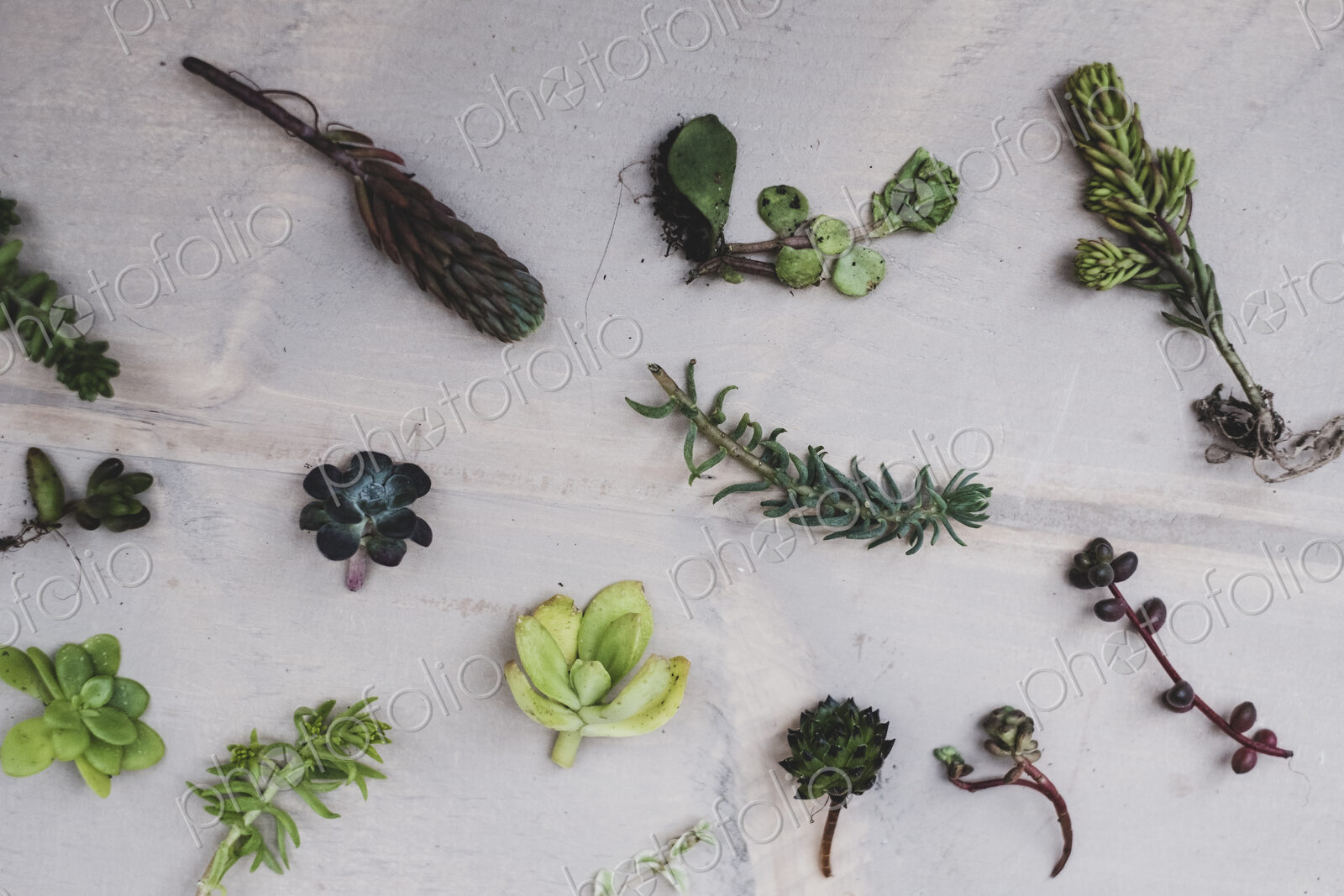 High angle close up of selection of small succulents.