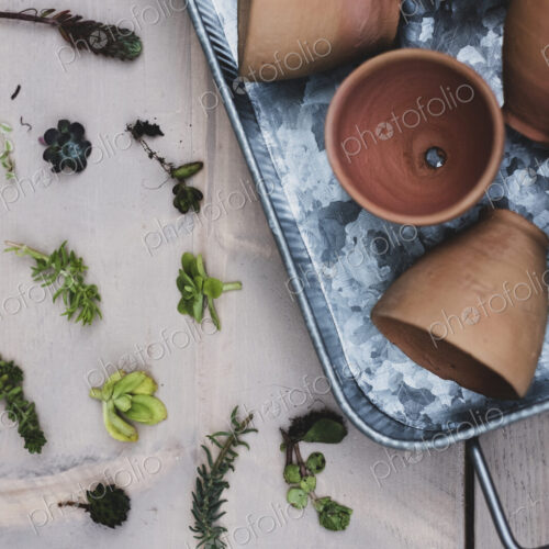 High angle close up of selection of small succulents and terracotta pots on metal tray. High angle close up of selection of small succulents and terracotta pots on metal tray.
